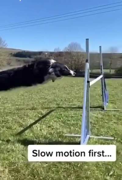 Fur missile!!!