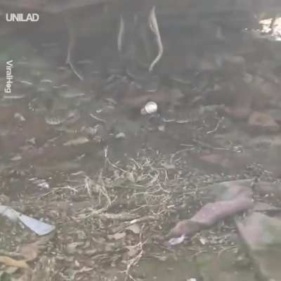 Discovering a rattlesnake den...in your backyard.
