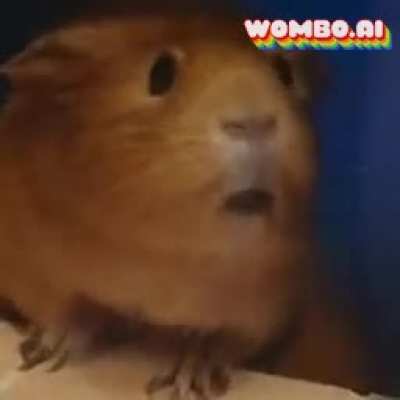 What's up with our sow "Sokkie"?