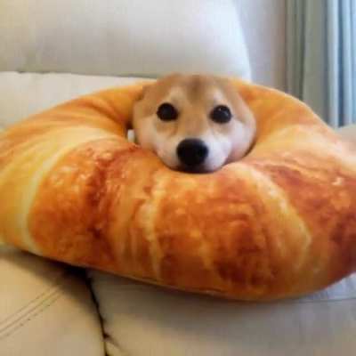 A rare Shiba Inu with Cheeto-activated ears....