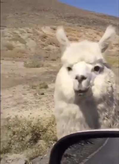 CHONK of an alpaca