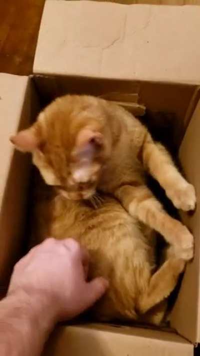 This is Nugget, who is very high on "Meowijuana"