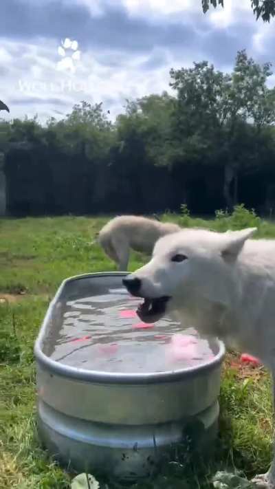 Bobbing For Melons