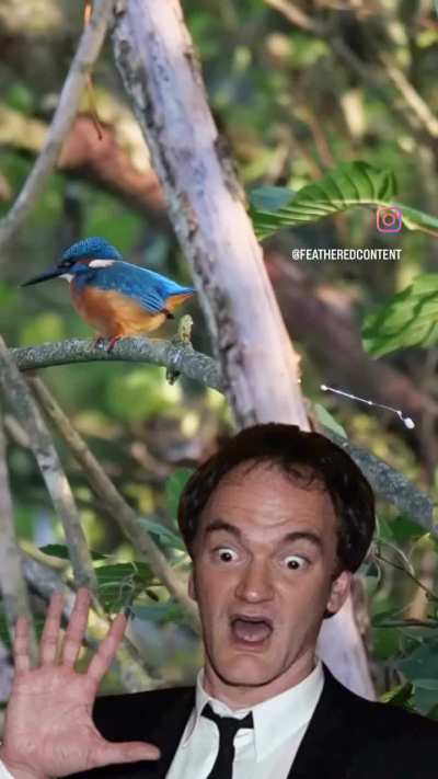 Me seeing a kingfisher&rsquo;s projectile poop for the first time: