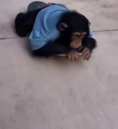 Why is there a monke on a stake board 🤦&zwj;♀️ let that mf go throw his shit and piss smh wtf guys we live in such a world 🤦&zwj;♀️