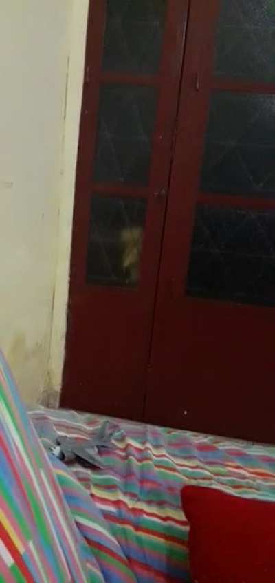 Pato