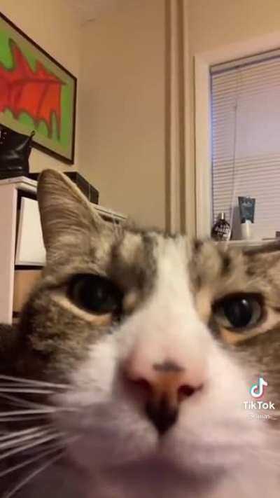 The cat&rsquo;s been caught