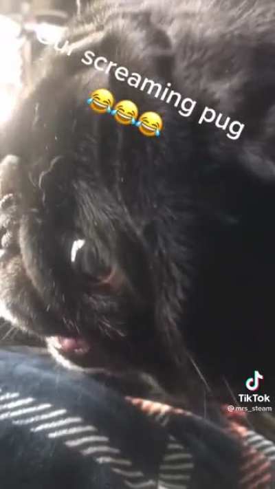Have you ever heard a pug scream?
