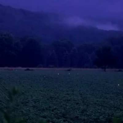 🔥 Fireflies