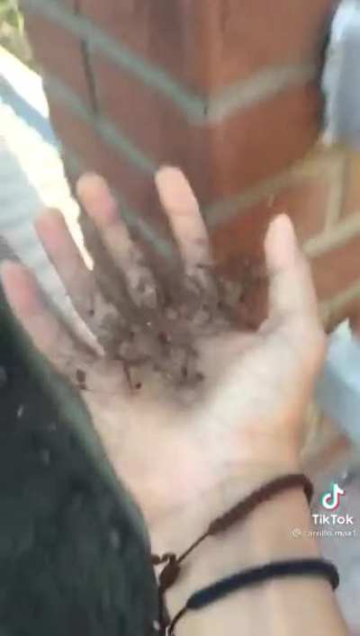 Amiguinhas chat