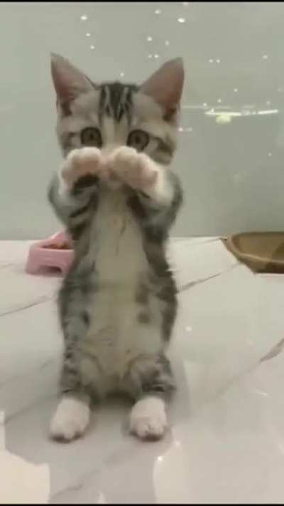 Cutest Kitten Ever
