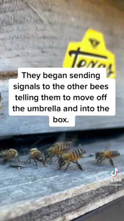 Beekeeper finds a Queenless-swarm under an umbrella and helps them out