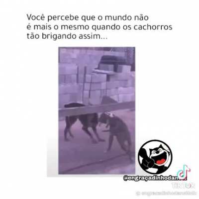 &Eacute;, eles est&atilde;o evoluindo