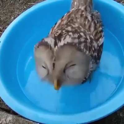Receba uma Corujinha, para aquecer seu cora&ccedil;&atilde;o ❤️