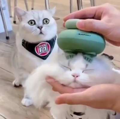 "What are you doing to his brain, hooman?"