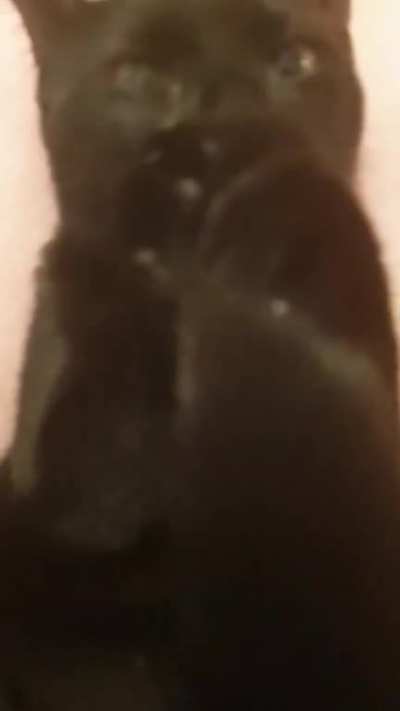 My 5 month old kitten sucks her tail to sleep - it's basically the cat version of sucking her thumb.