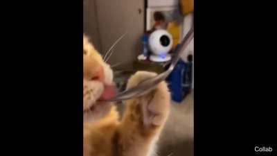 Cat brain freeze