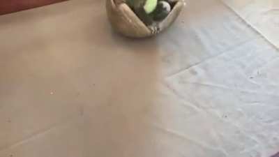 An armadillo catching a ball