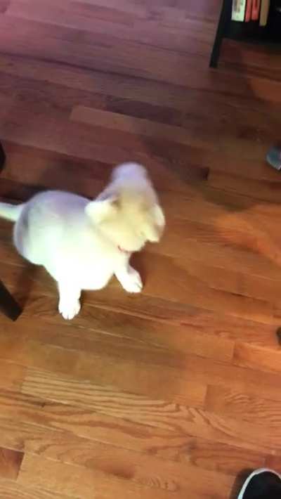 Dramatic awoo&hellip; wait for it