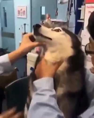 Requires 3 Veterinarians to give moon moon his pill.