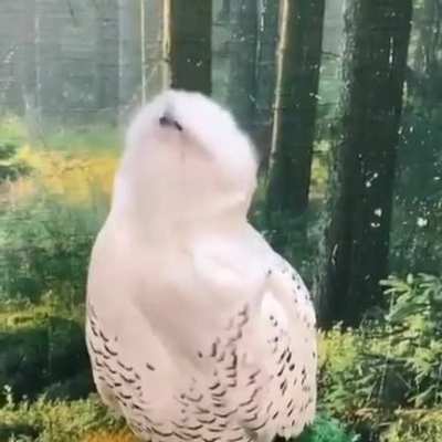 A tired boi