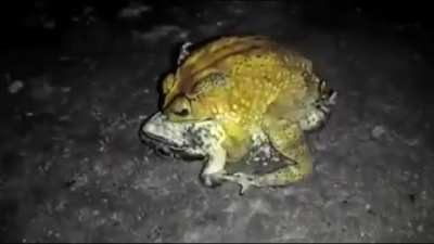 🐸