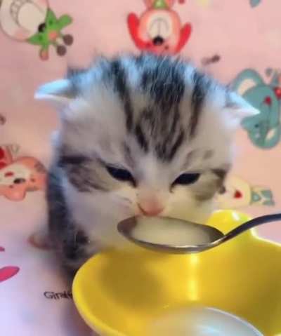 Gatito