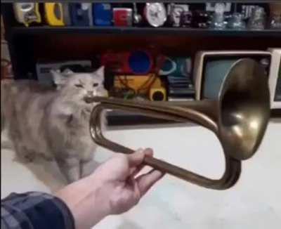 Trumpet dingaling 