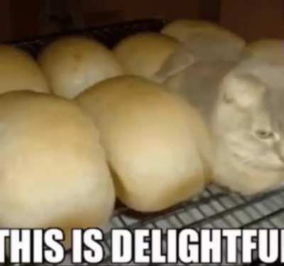 Cat 2