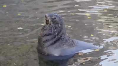 Shy seal. Credits: LEMMiNO (From Team Seas vid)
