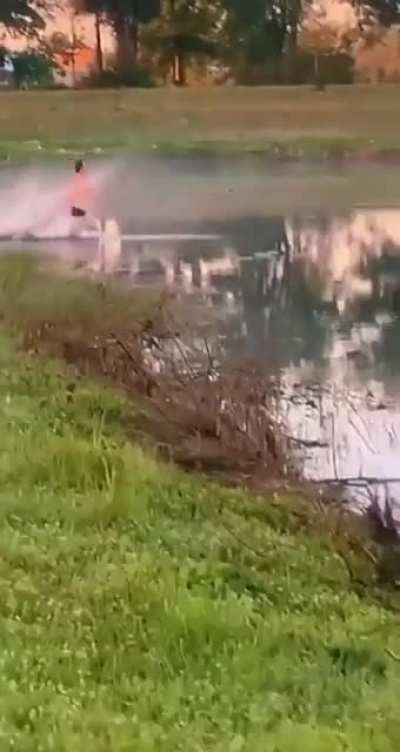gator