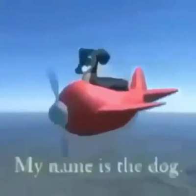 wisdom dog