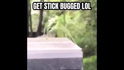 Hehe