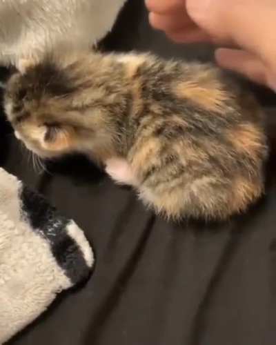 patMEOO-