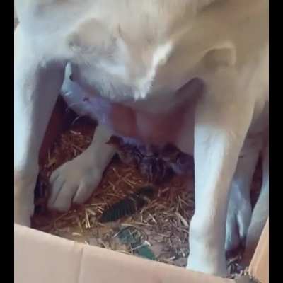 This dog so in love with chicks.