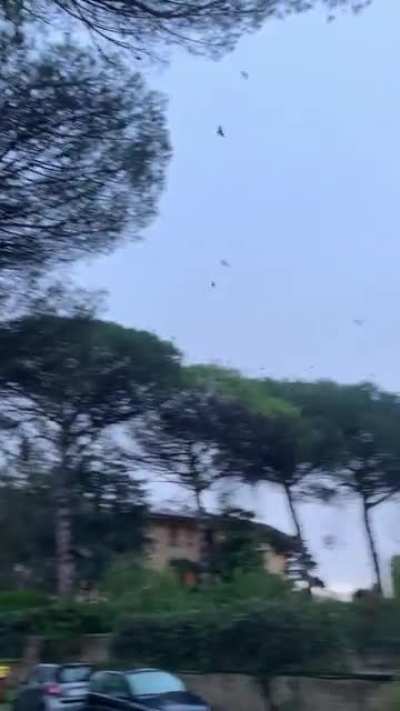 Bird swarm? Not exactly WTF but would love to know what&rsquo;s going on 😯
