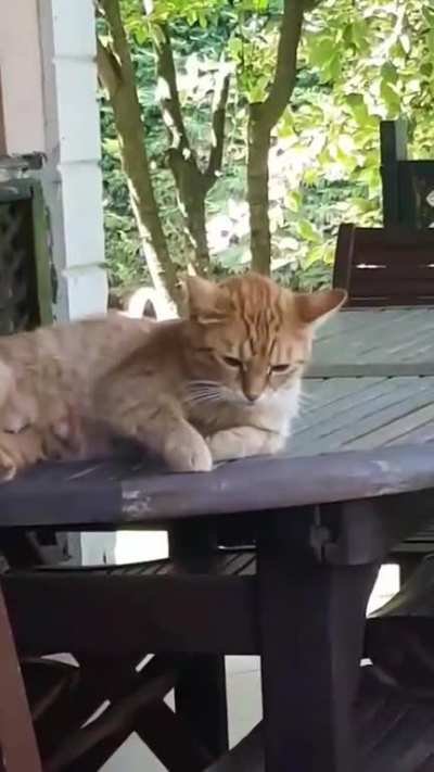 The cat: 
