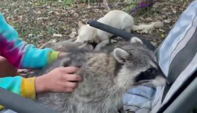 Good scritch