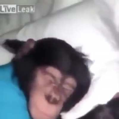 Wakie wakie