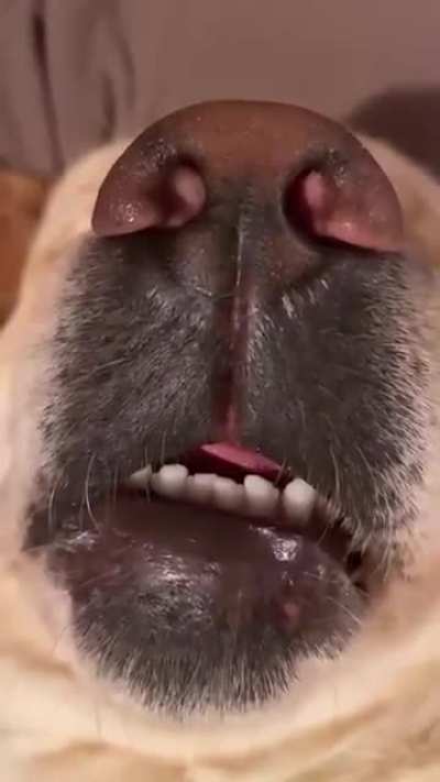 Boop