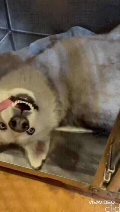 Adorable crazyness.