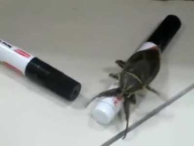 I presume there were no survivors (giant water bug)