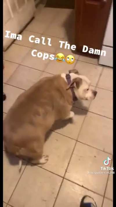 Fat ass dog