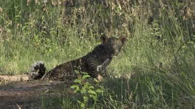🔥 Leopard Cub sees Wildlife Photographer for the first time.