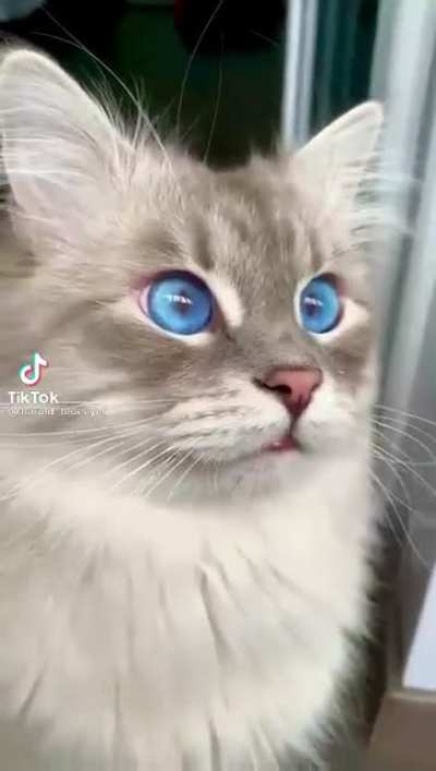 КИска