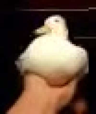 bvswhr