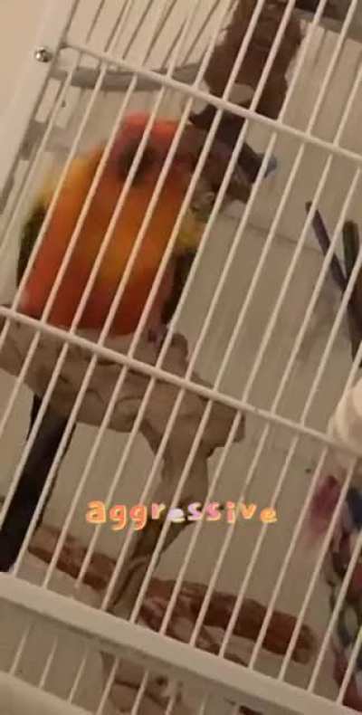 My sun conure Scipio is a rescue and is about 4 years old- he very rarely ever dances because he&rsquo;s too shy.. I snuck this video of him dancing to a &lsquo;Puttin on the Ritz&rsquo; remix last night!