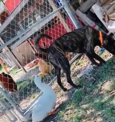 Poor puppo got surprised