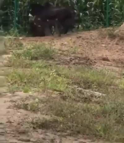 Predators gotta eat