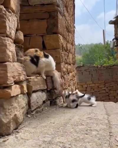 Mama cat adopted an orphaned puppy.